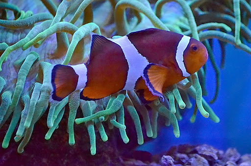 Clownfish: A Fascinating Marine Species