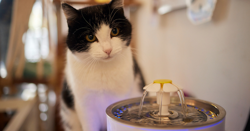 cats get attracted to running water